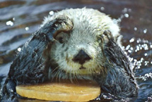 日本水族馆提前过情人节 特制心形冰块送海獭