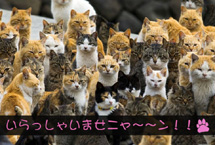 【日本旅游】&ldquo;猫岛&rdquo;旅游攻略：带你走进喵星球