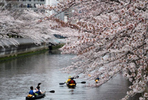 东京迎来最佳赏樱期 游人如织享韶光