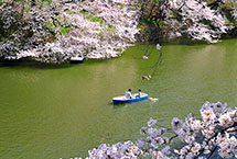 东京又逢樱花季 市民扎堆赏花忙