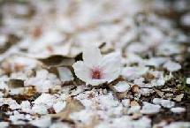 日韩&ldquo;樱花大战&rdquo;吵的啥？（组图）