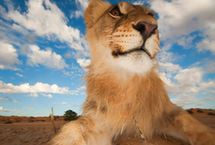 摄影师巧用相机记录雄狮&ldquo;自拍照&rdquo;