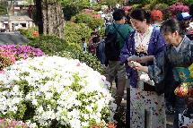 日本东京:杜鹃花开游人醉(图)