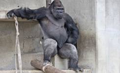 日本&ldquo;史上最帅的猩猩&rdquo;走红 网友戏称&ldquo;比自己都帅&rdquo;