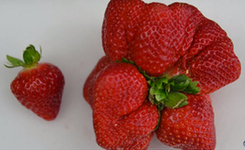 日本现&ldquo;草莓怪物&rdquo; 重量破吉尼斯纪录（图）