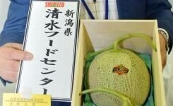 日本北海道特产甜瓜拍出天价 最高7.7万元2个