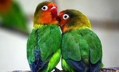 日本小鸟咖啡厅大热 &ldquo;鹦鹉体味&rdquo;成受追捧理由