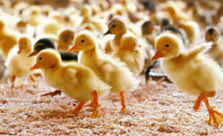 超萌：小鸭为水田除草 随音乐练习行动整齐