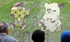 栃木县那须盐原市展示&ldquo;稻田艺术&rdquo;