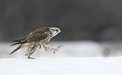 国际野生动物摄影大奖出炉 记录多彩大自然(组图)