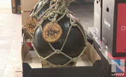 日本北海道田助西瓜首次竞拍 最高卖出35万日元