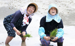 安倍夫人与美国驻日大使挽裤脚下田插秧