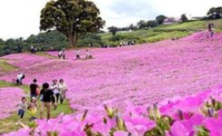 日本：母亲牧场的粉色花海