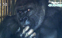 日本帅气猩猩走红网络