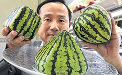 奇形西瓜受日本人喜爱 价格昂贵可作装饰品(图)