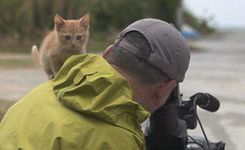 好奇萌猫与摄影师互动