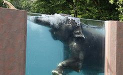 日本动物园大象泳池嬉戏纳凉惹人爱