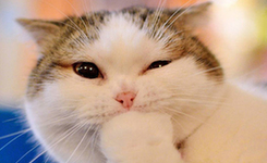 忍俊不禁的搞笑动物萌态