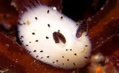 蠢萌海蛞蝓因&ldquo;耳朵&rdquo;小巧被戲稱海兔走紅網絡