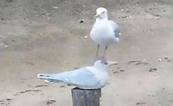 爆笑小动物萌翻你的眼