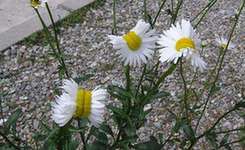 福岛生出异形菊花(图)