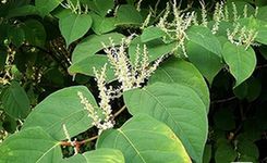 日本杂草逼&ldquo;疯&rdquo;英国人 英政府&ldquo;举白旗&rdquo;