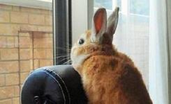 日本&ldquo;好奇兔&rdquo;喜欢直立&ldquo;登高望远&rdquo;惊呆网友(组图)