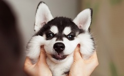 摄影师记录萌宠哈士奇