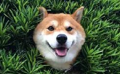 小狗被卡住 表情淡定