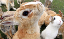 在大久野岛被兔子"活埋"