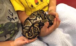 东京现&ldquo;蛇主题&rdquo;咖啡馆