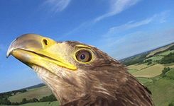 运动镜头捕捉翱翔飞禽