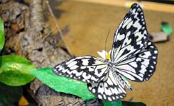 惟妙惟肖的纸巾昆虫