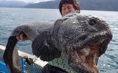 日渔民捕到巨型狼鱼