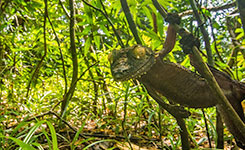 伪装蜥蜴会卖萌