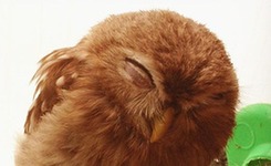 特色动物咖啡馆走一遭