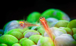 摄影师拍摄深海生物