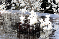 日本前首相点赞！中国画家跨界插花作品集