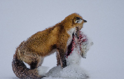 2015野生动物摄影大赛