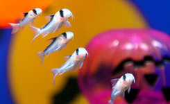 日本大分水族馆推出特别企划 让小鱼们也过上万圣节