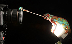 变色龙光速捕食