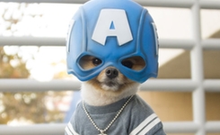 萌犬百变造型惹人爱