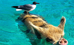 动物的朋友圈有点乱