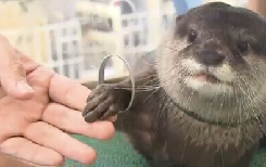 盘点日本2016年的福袋