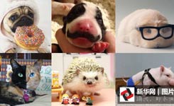 它们是萌宠界&ldquo;网红&rdquo;