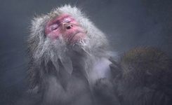 它们将成2016年"网红"