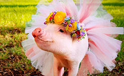 宠物靓装PK 哪只更萌?