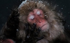 冰天雪地里的小动物