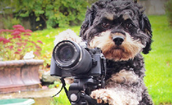 狗狗琴棋書畫樣樣通