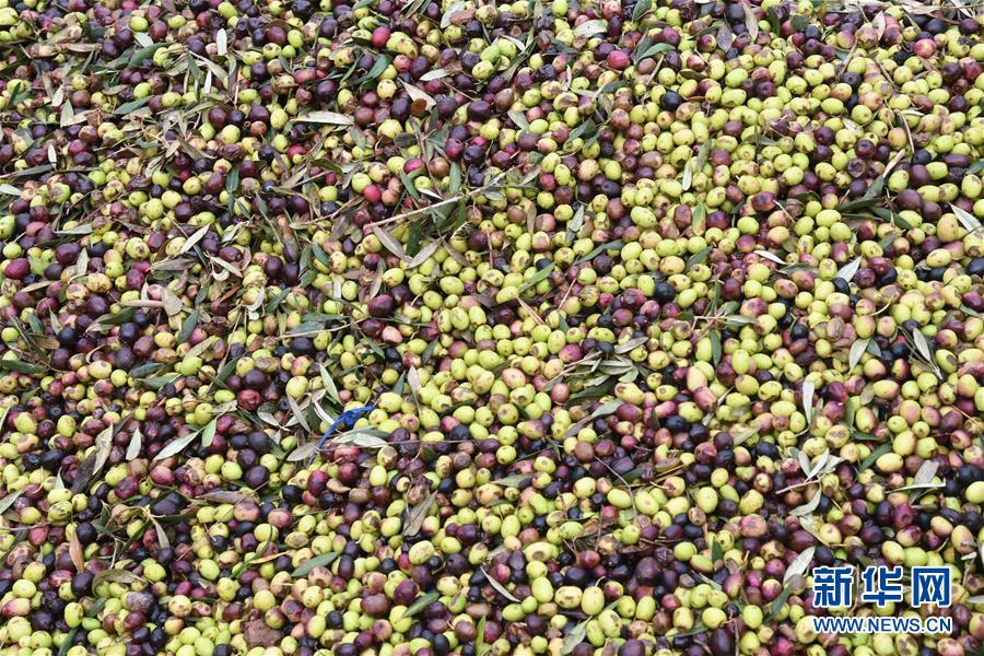 （XHDW）（5）突尼斯的橄榄油作坊